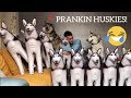 Pranking My Huskies With 10 Inflatable Huskies! [FUNNIEST REACTION EVER!!]