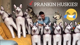 Pranking My Huskies With 10 Inflatable Huskies! [FUNNIEST REACTION EVER!!]