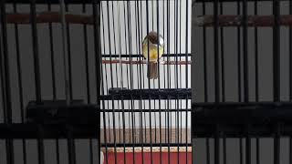 Download Lagu Cucak jenggot full grejaan MP3