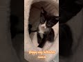 #kittenSugarNjunior