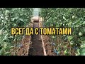 Удалять листья у томатов или нет? Решать Вам