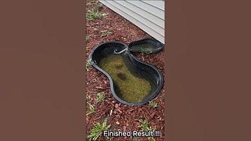 DIY FIRST EVER Backyard Mini Pond !! #livefish #diy #pondpump #ponds#minipond #aquarium#aquariumfish