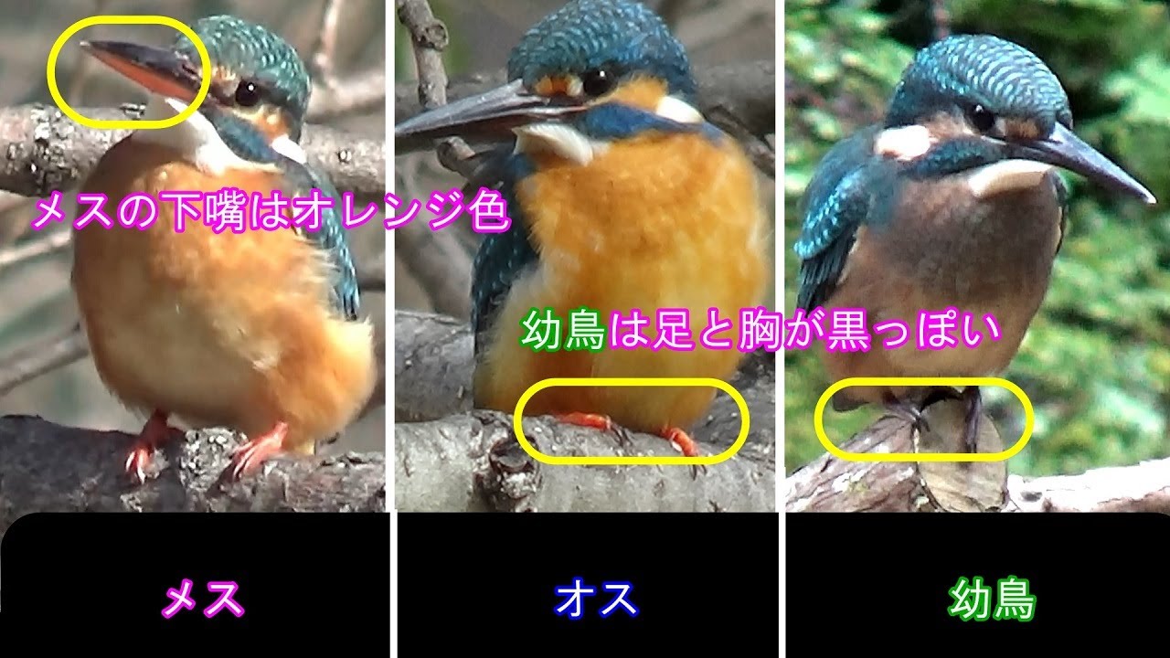 カワセミ オス・メス・幼鳥 の違い & ダイブ - YouTube
