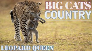 BIG CATS COUNTRY A LEOPARD QUEEN | NAT GEO WILD HINDI WILDLIFE DOCUMENTARY IN HINDI