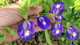 Aparajita | अपराजिता | Clitoria Ternatea | Plant of Medicinal Interest | अपराजिता के फूल की उपयोगिता