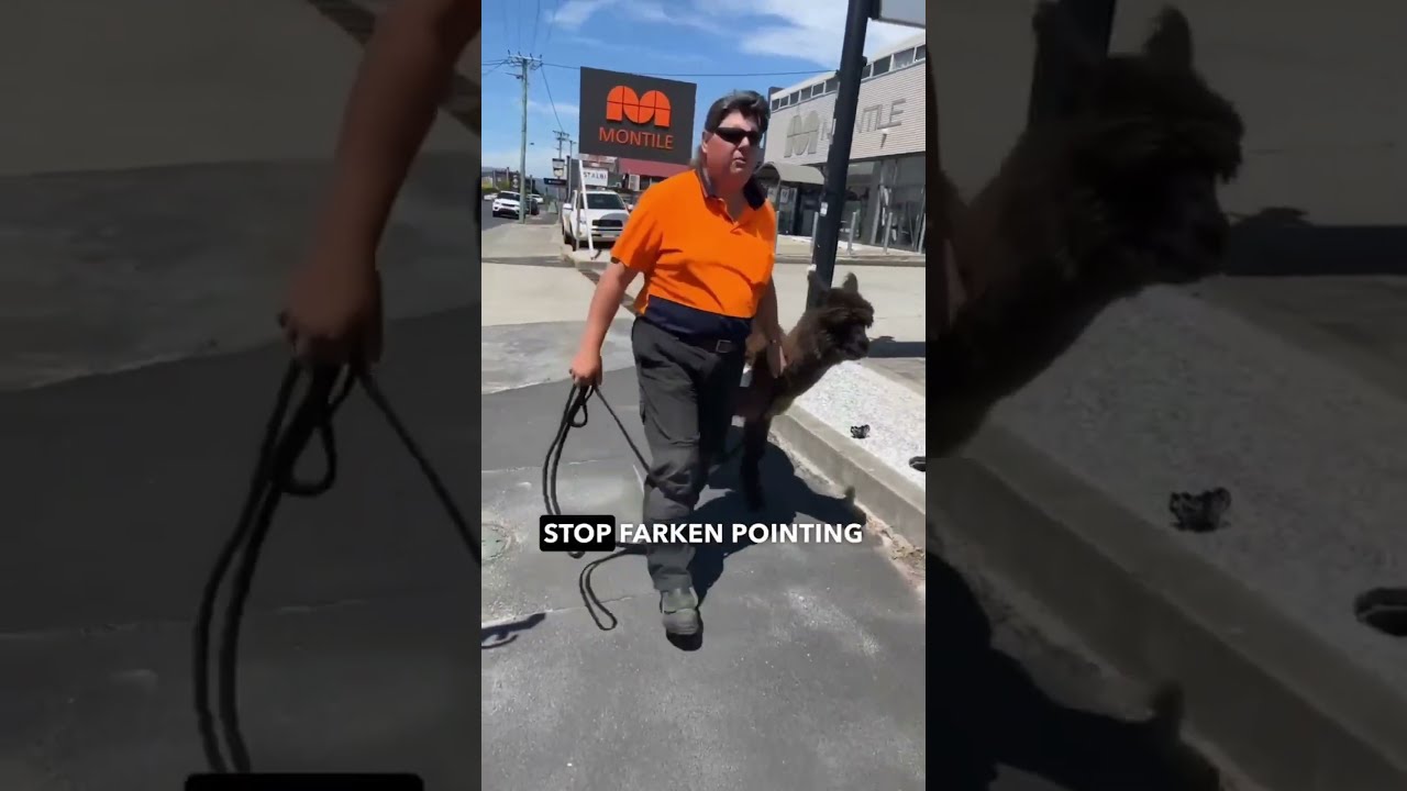 Aussie Interaction When A Stranger Mistakes An Alpaca For Dog 