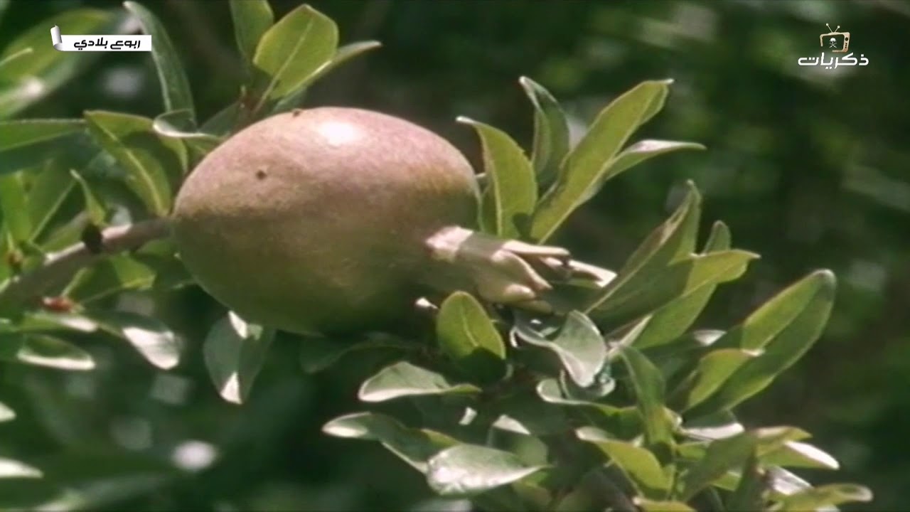 #قناة_ذكريات