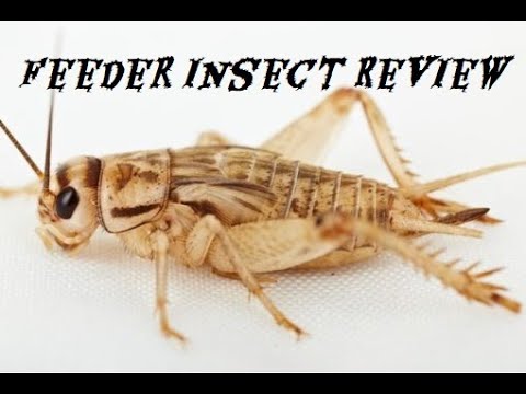 Feeder Insect Review - Crickets - YouTube