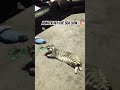 Funny Relatable Hittheseaslion Catlovers mp3