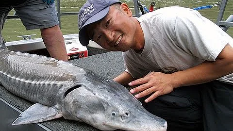 Fishing with Rod:  Small feisty sturgeon