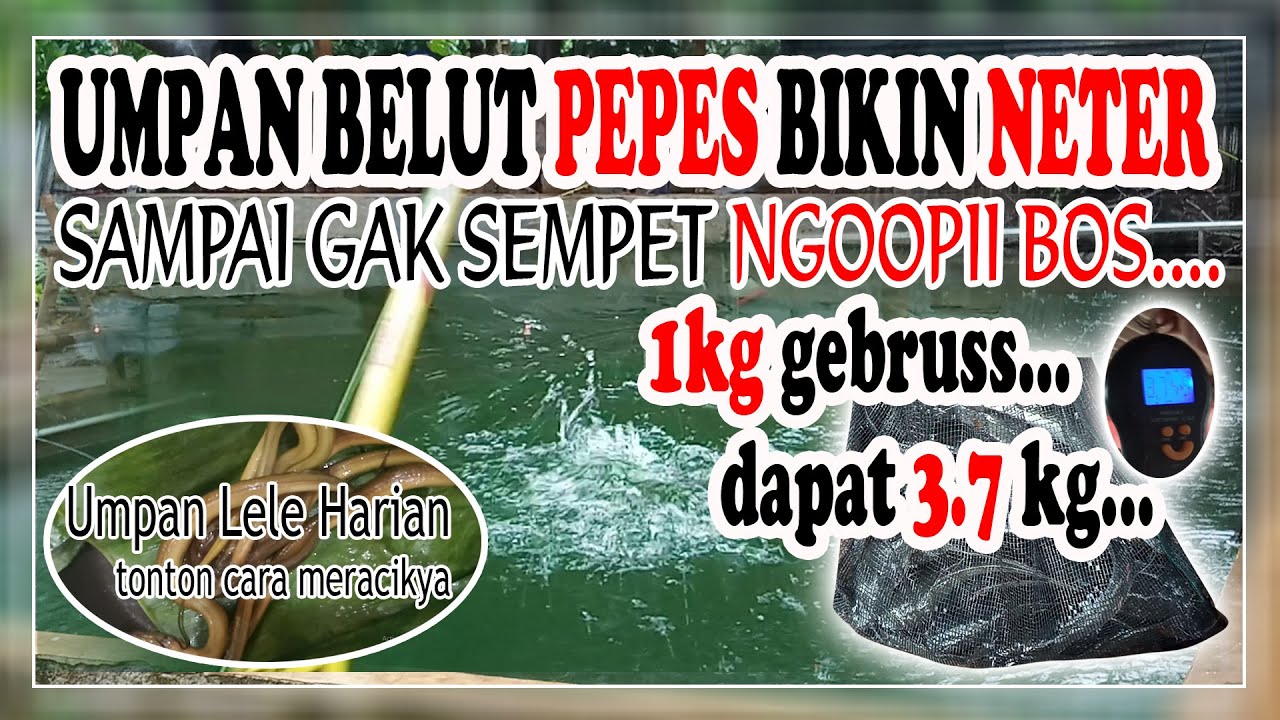 TES UMPAN JITU BELUT PEPES DI EMPANG 3X9M HASIILNYA MEMUASKAN