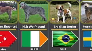 Dog Breeds From Different Countries