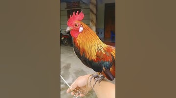 gà rừng tơ siêu đẹp #gada #garung #ga