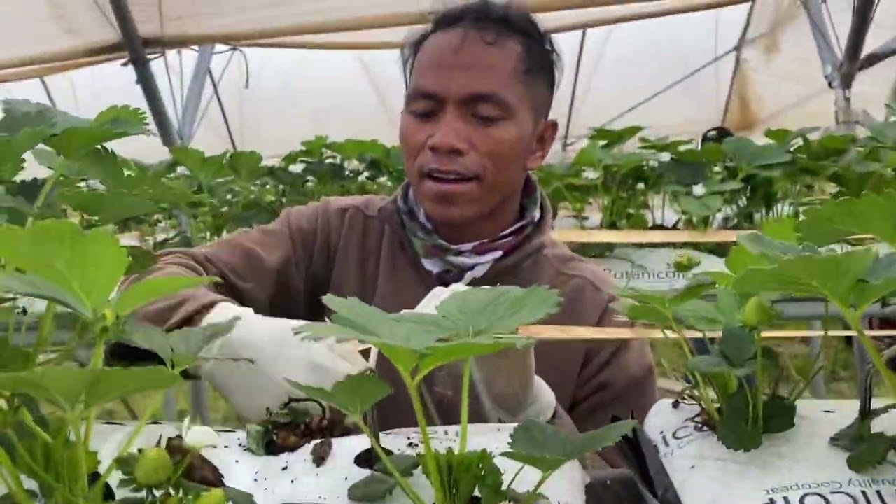 Seasonal Workers Program Tasmania Berries  Prosesu Kuda Fila fali Ba strawberry ne’ebe Mate ona