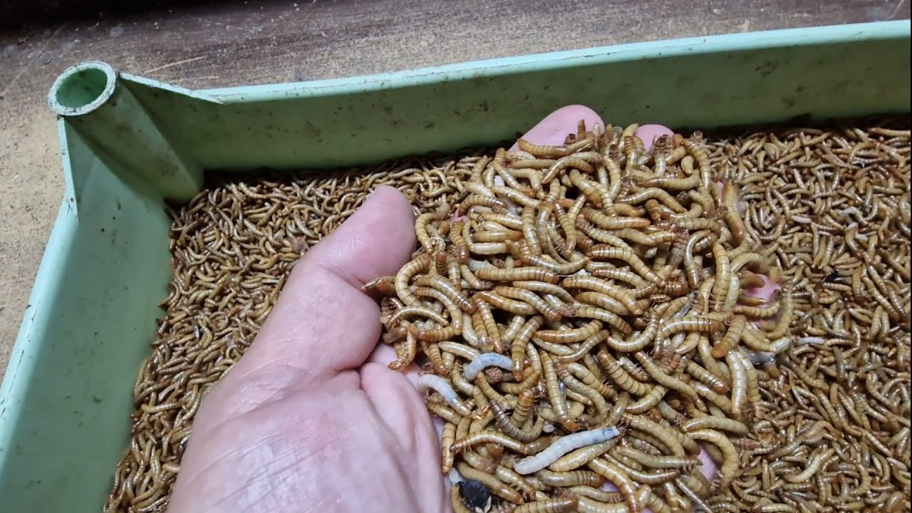 Hnojík.cz - návštěva na hmyzí farmě #frass #gardening #garden