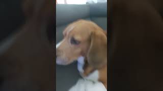 Download Lagu popi po MP3