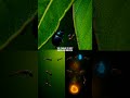 The Bug's Shortcut: A Smarter Alternative to Hunting