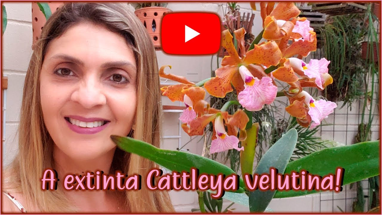 A extinta Cattleya velutina! 🤫🥰