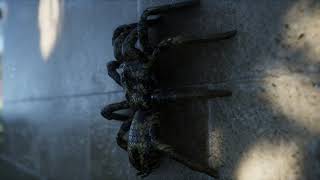 Spider [UE4]