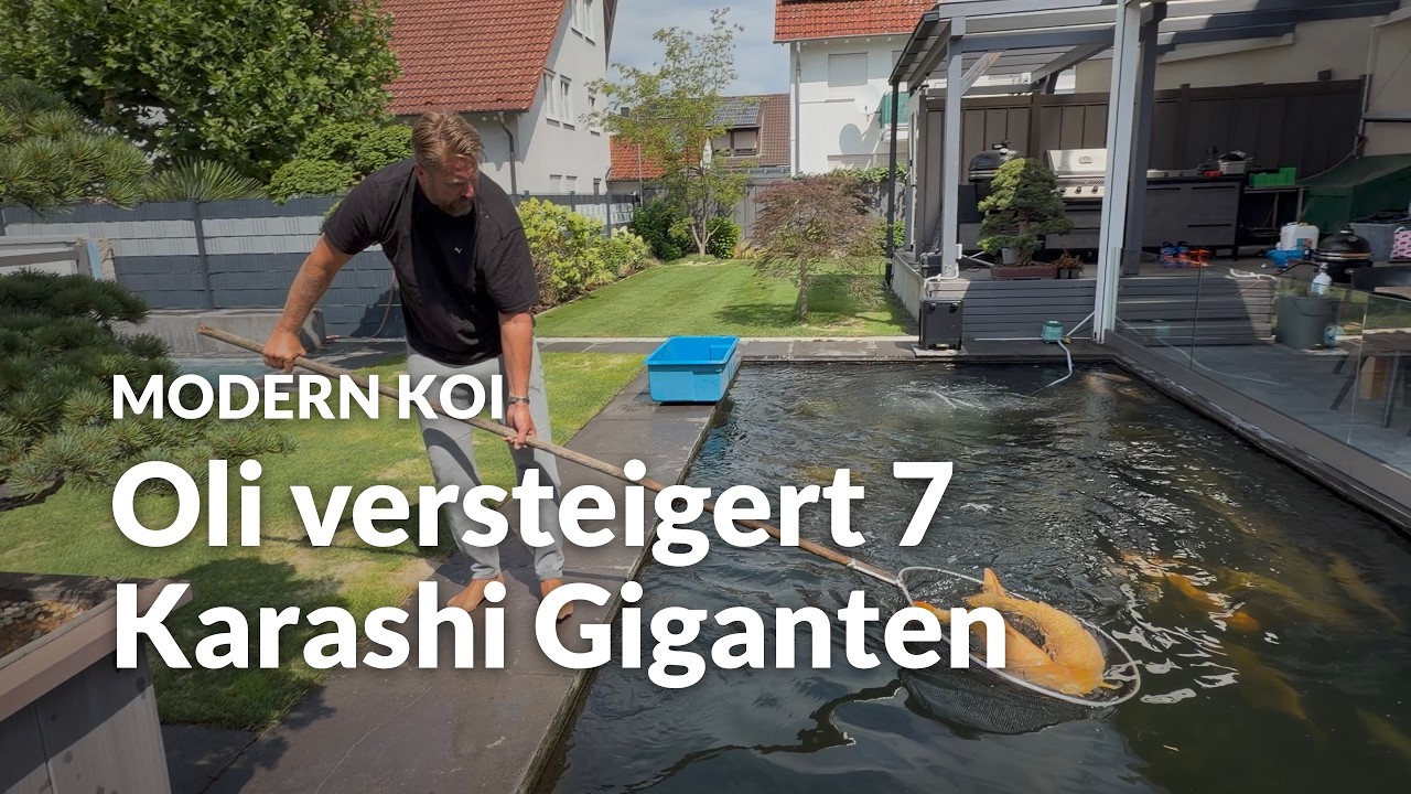 Oli Roggisch versteigert einen Teil seiner Karashigoi | Modern Koi Blog #8289
