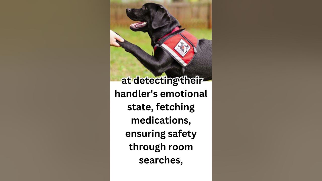 🐾 Service Dogs help with Schizophrenia During Hallucinations! YouTube