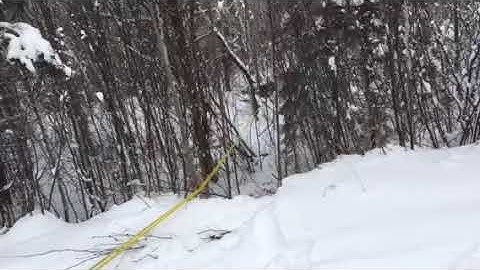 Pulling moose out of the bush using a block and tackle