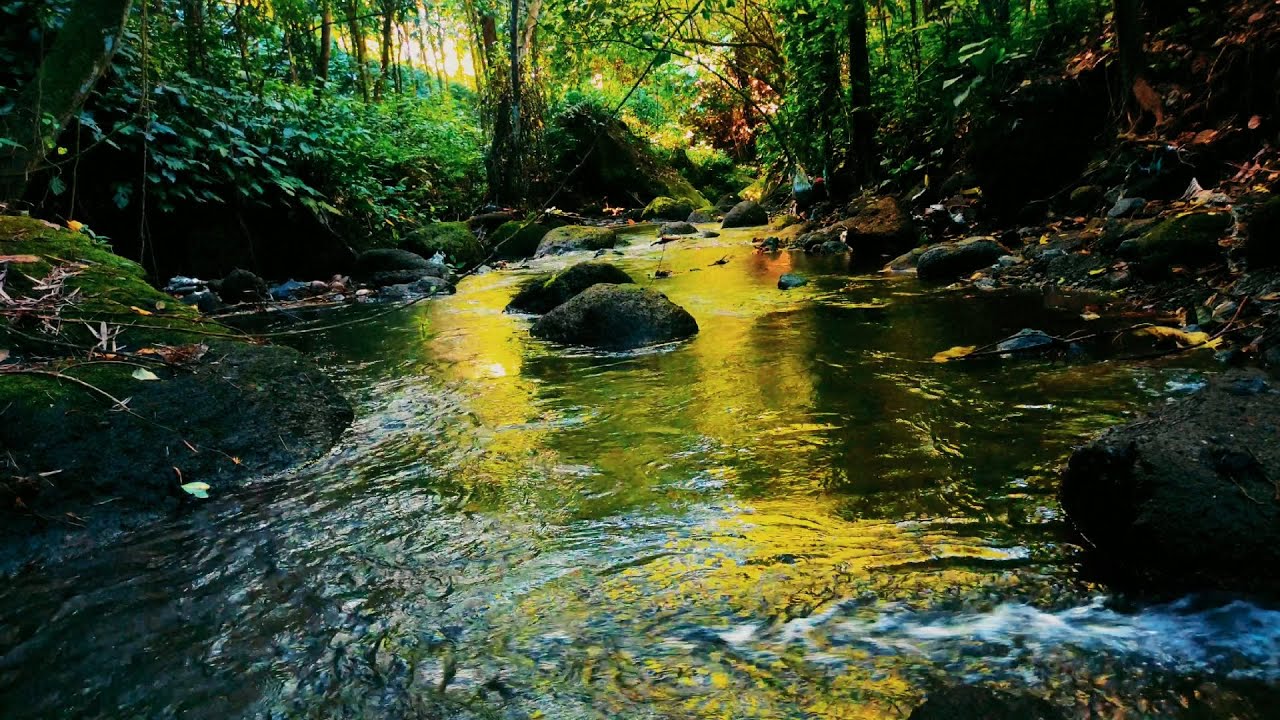 Experience Tranquility: Forest Soundscape with Serene Bird Chirping and Gentle Waterflow