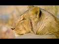 Lion Pride Behavior and Characteristics