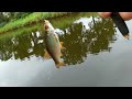 Ultralight en Micro fishing #roach #fishing #fish