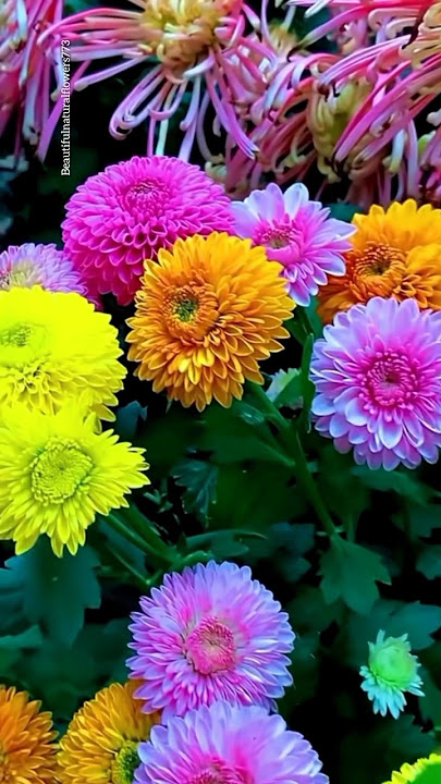 Colourful dahlia flowers | beautiful flower garden