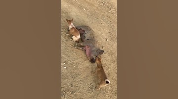 Anh em cùng cha khác ông nội hihi