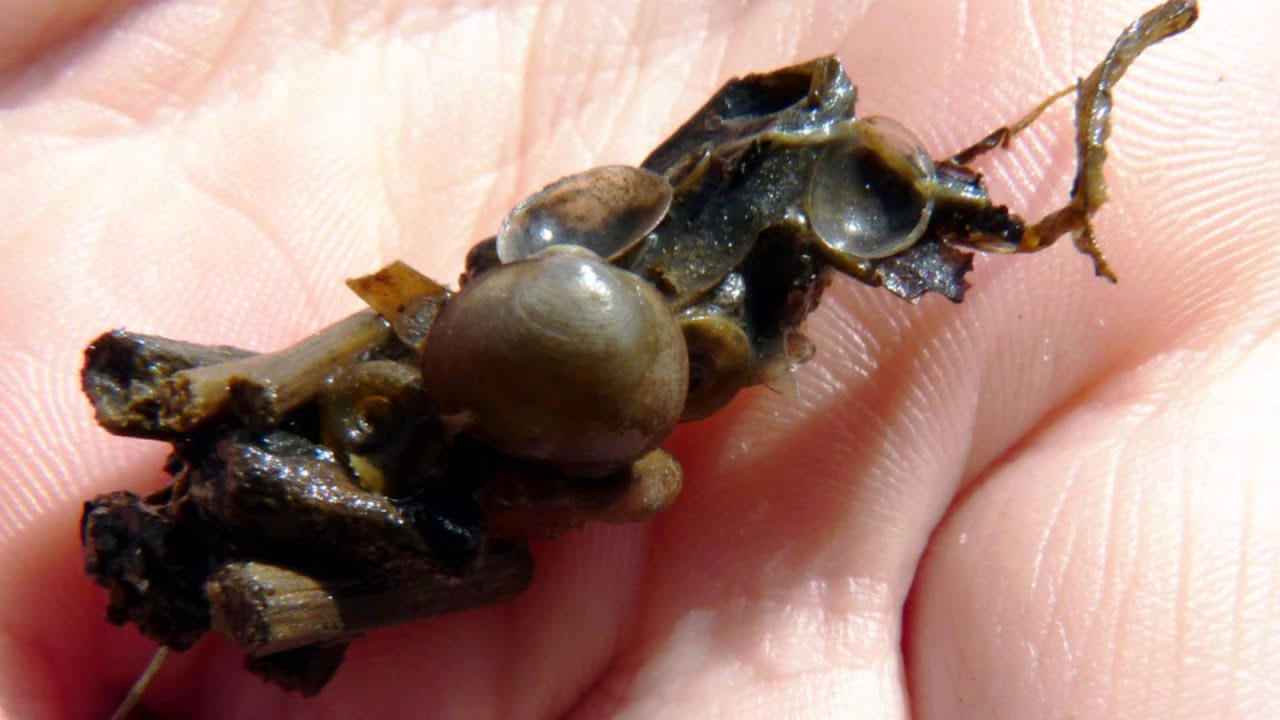 trustworthy แปล Caddisfly