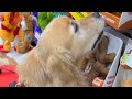 Taking My Dogs Shopping And To Get Weighed 