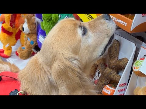 Taking My Dogs Shopping And To Get Weighed