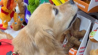 Taking My Dogs Shopping And To Get Weighed 