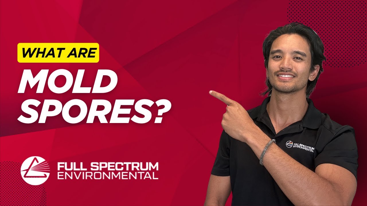 What Are Mold Spores (and Why They Matter)