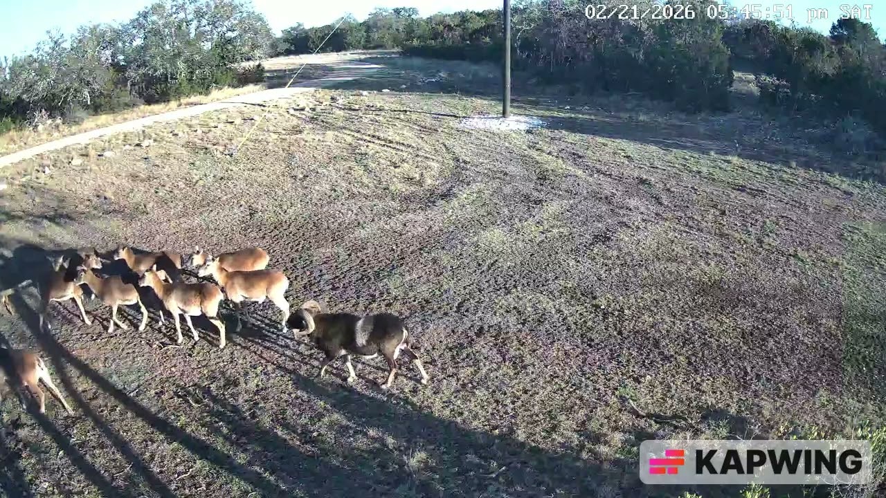 Herd of Barbados sheep