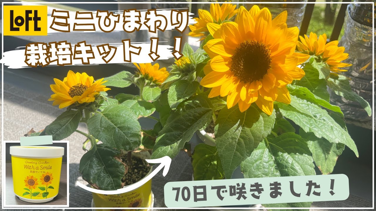 70日で開花】🌻初心者でも育てられるロフトのミニひまわり栽培キット