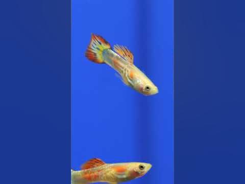 Самые красивые виды гуппи #shorts - YouTube