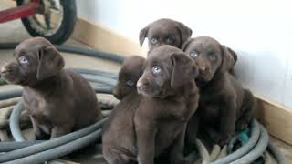 Chocolate Labrador Retriever Puppies For Sale