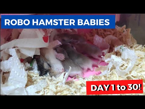 Video: Roborovski Hamsters için eksiksiz bir rehber