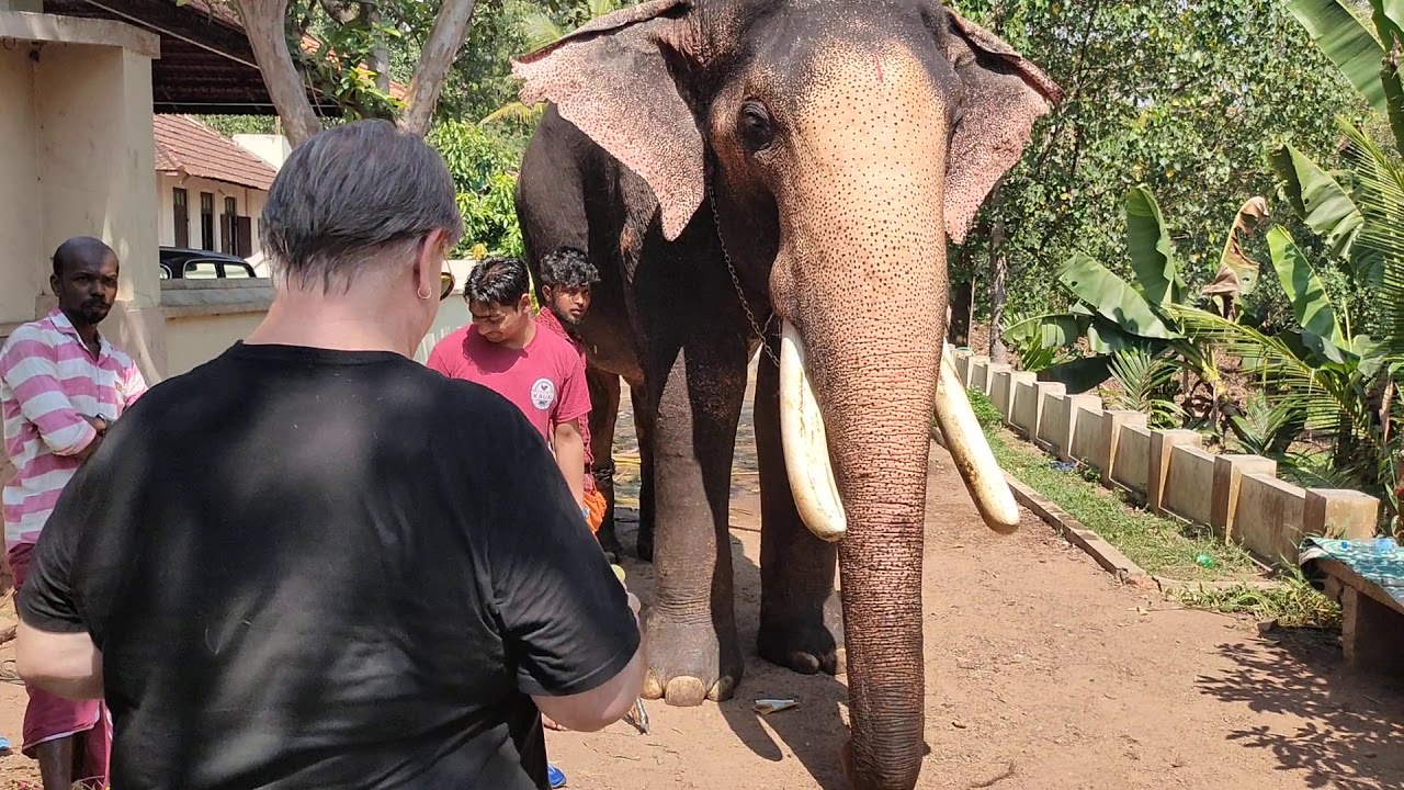 ELEPHANT RIDE TOUR KOVALAM YouTube