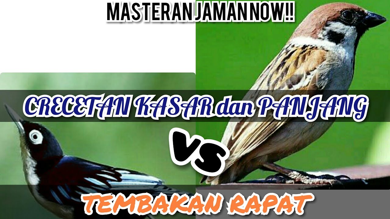 Masteran Jaman Now Rambatan Loreng Vs Gereja Perpaduan Tembakan