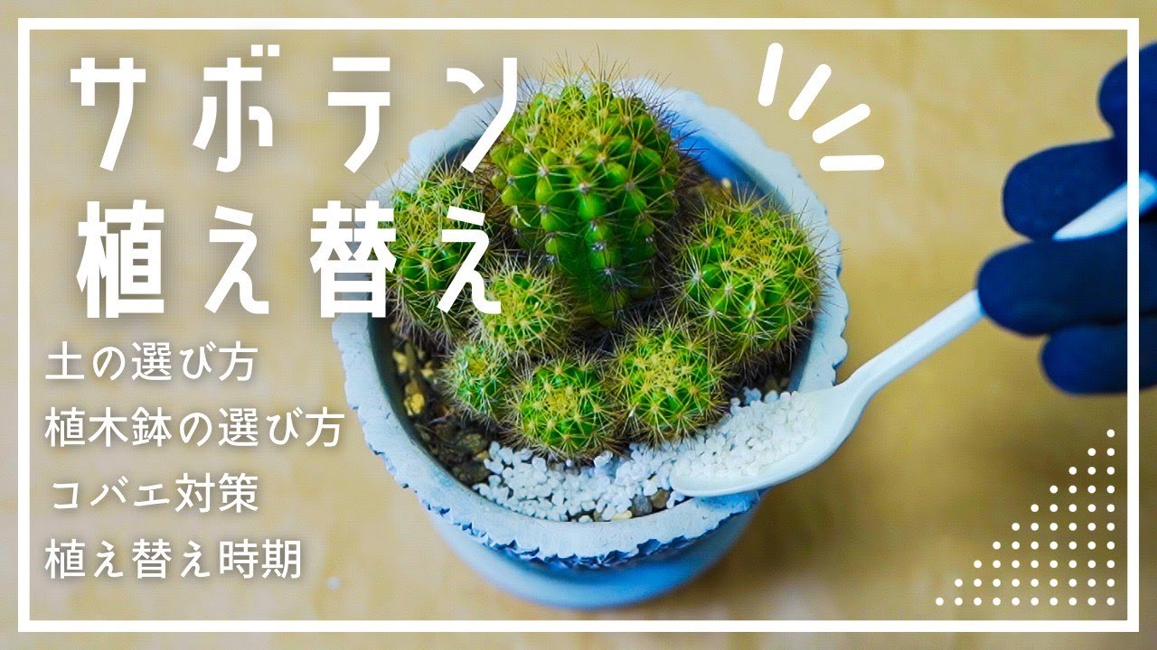 #49【観葉植物】サボテンの植え替えをしました・屋外と室内それぞれのオススメの土・コバエ対策・植木鉢の選び方・化粧砂・植え替え時期・株分け・植え替え後の注意点・金盛丸