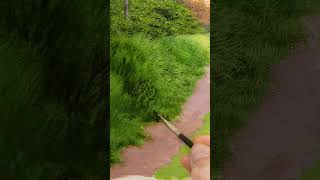 Painting Hyper-Realistic Grass  #satisfying #art #artlessons @MichaelJamesSmith