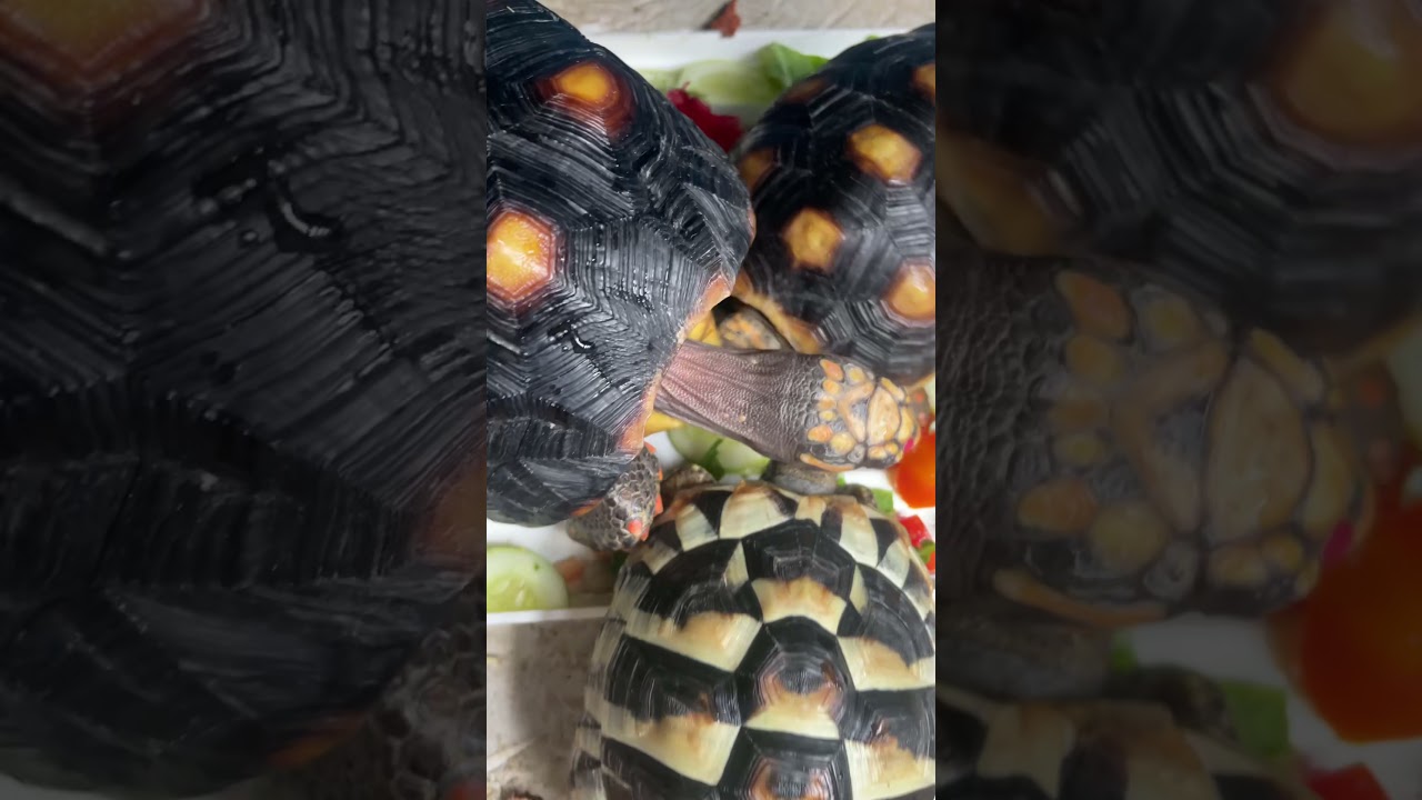 CHERRYHEAD, REDFOOT, & HERMANNI TORTOISE 🥬 🐢