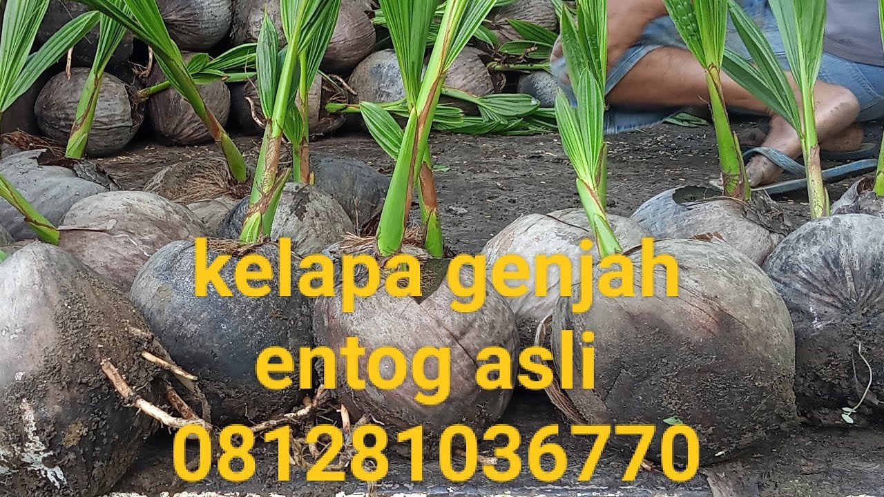 Jual bibit kelapa genjah entog asli@pusatjualbibittanamanmurah1206