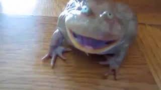 EAR RAPE Screaming Frog