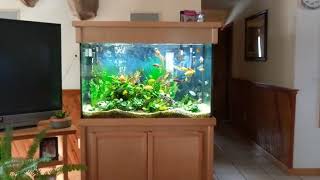 Abc Aquarium. Rochester Ny Aquarium Service