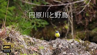 4K映像 + 自然環境音　野鳥が暮らす円原川の自然環境